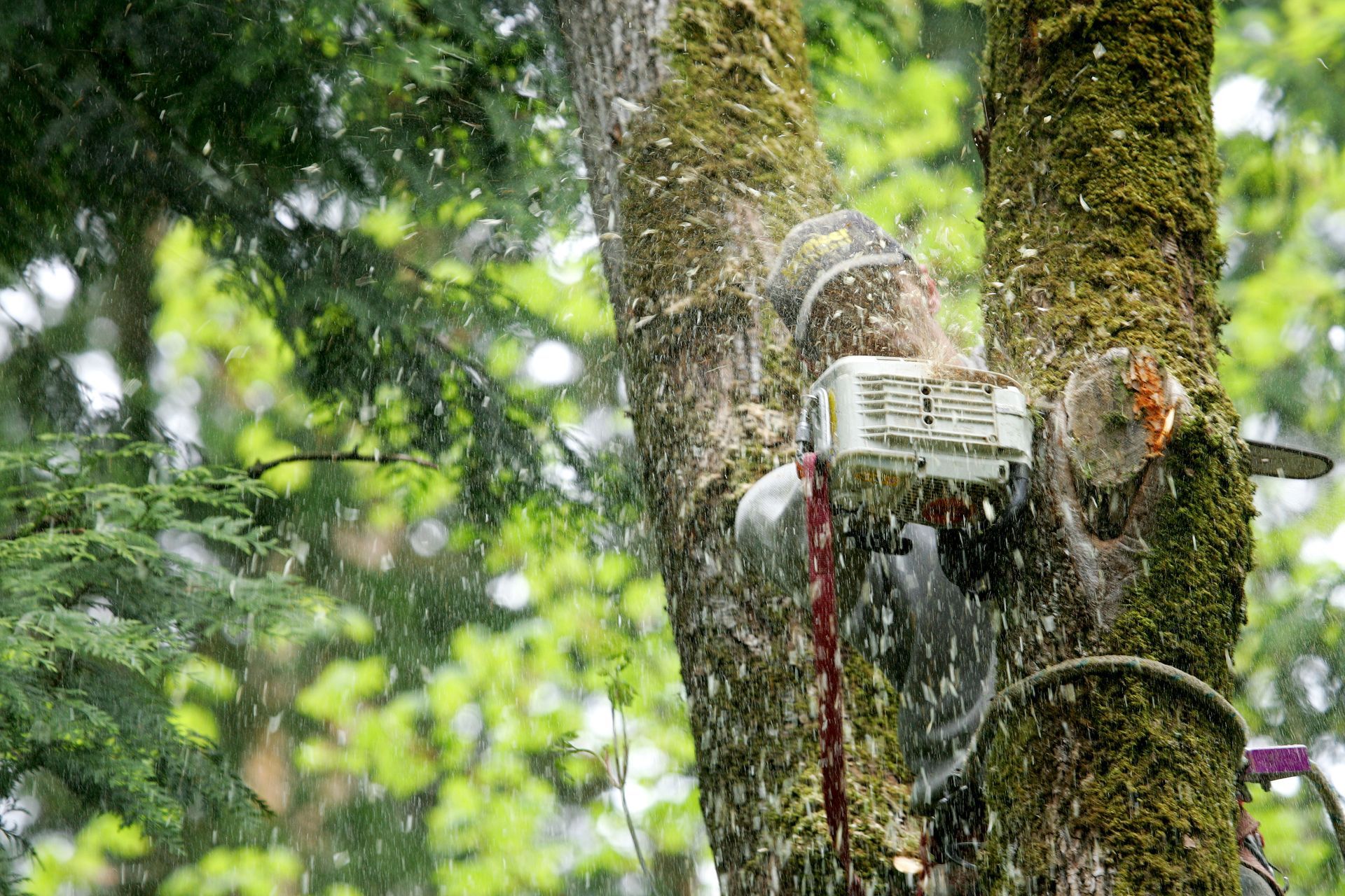Chainsaw Cutting Tree Chainsaw Cutting Tree