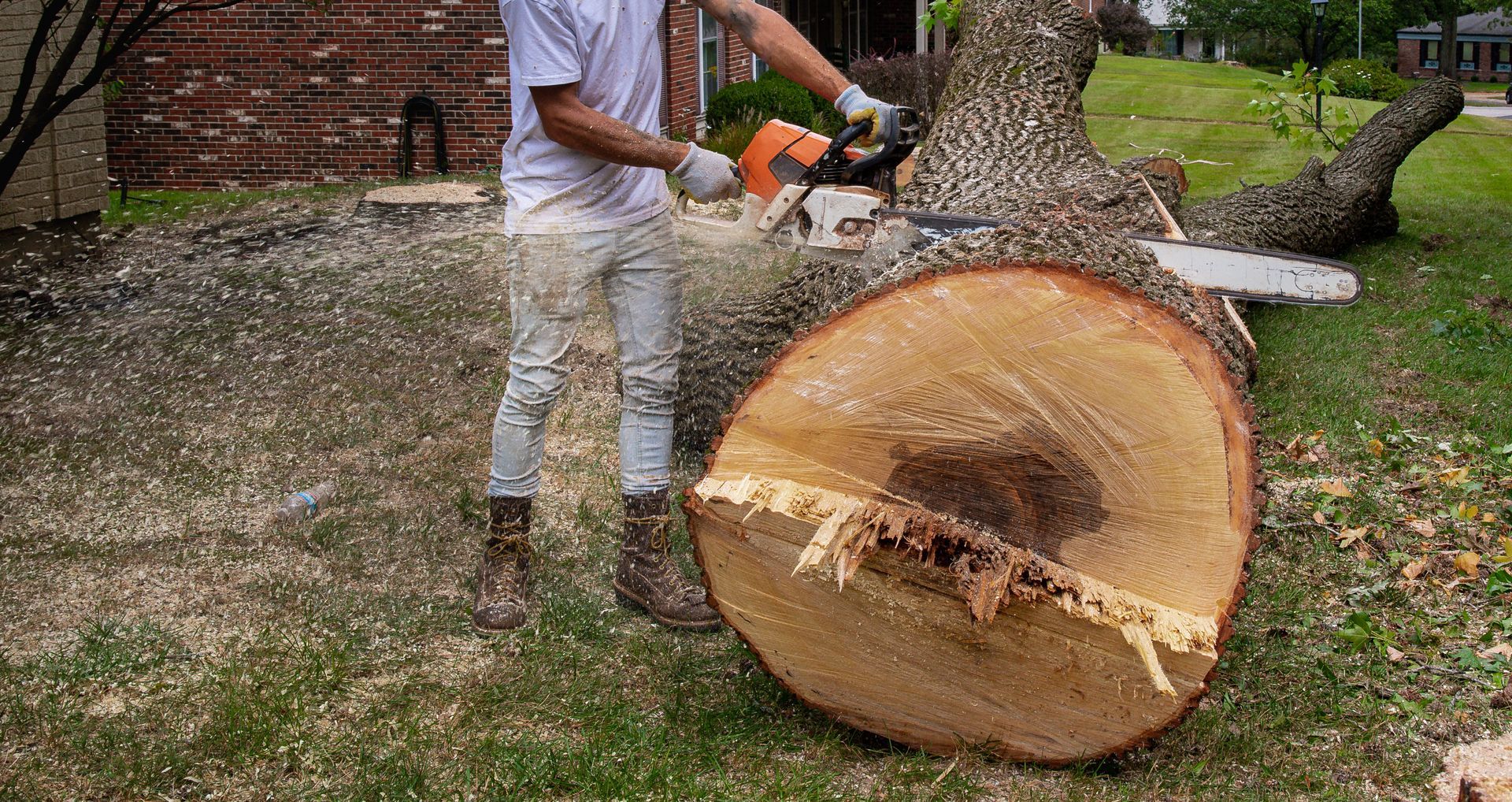 Chainsaw Cutting Trunk Chainsaw Cutting Trunk