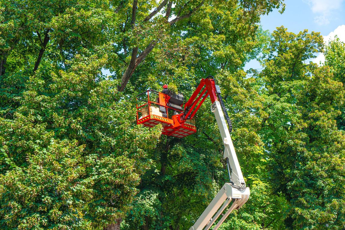 Worker Trimming Tree Worker Trimming Tree