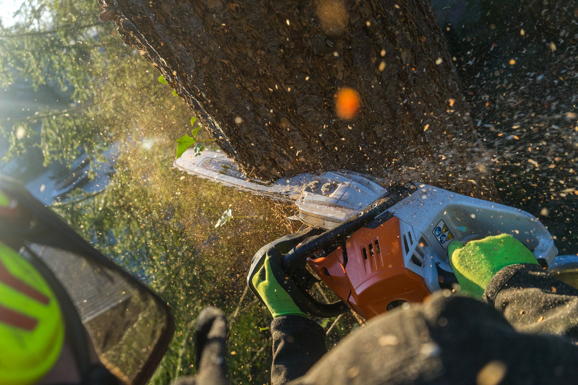Chainsaw Cutting Tree Chainsaw Cutting Tree