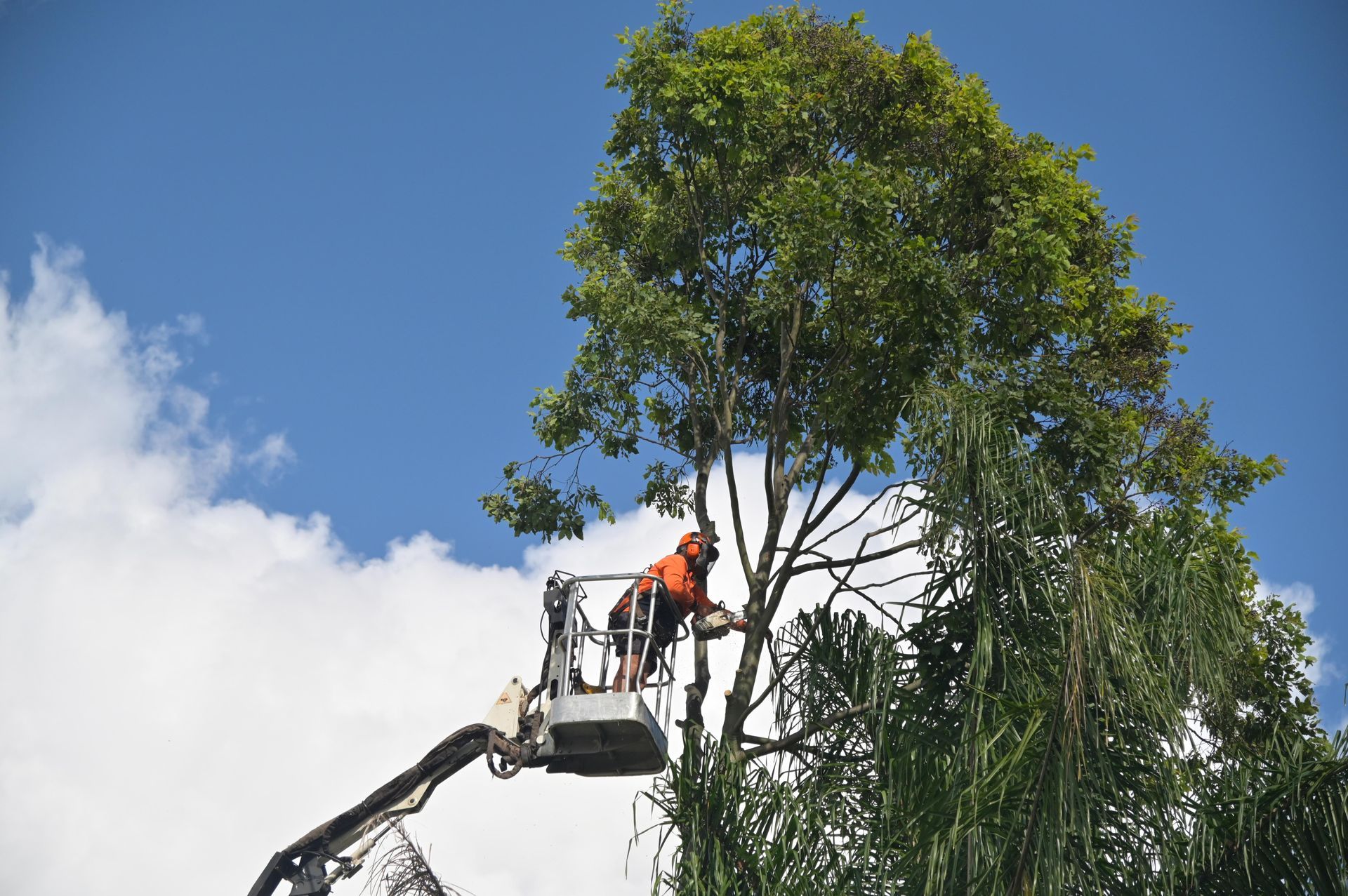 Trimming Tree Trimming Tree