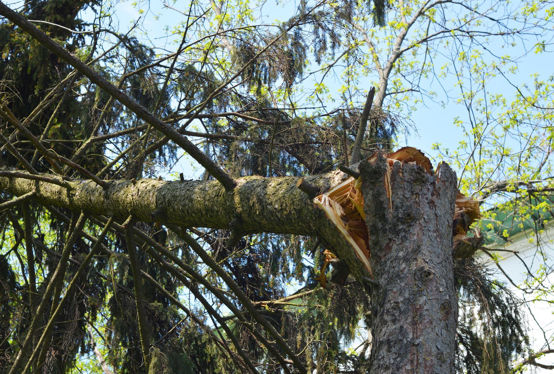 A large evergreen tree snapped in half with its trunk broken and fallen after a storm.