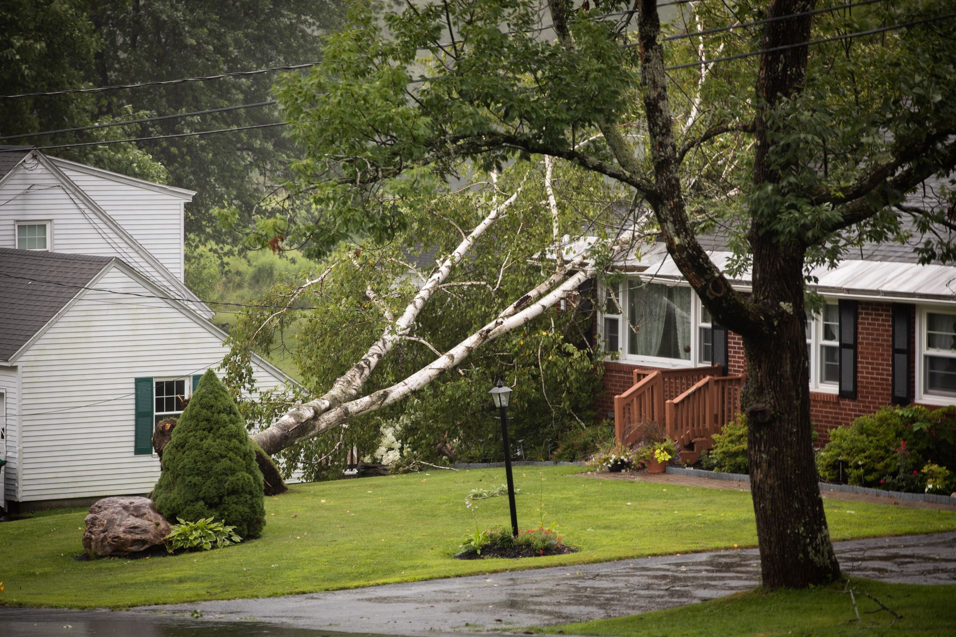 Tree Removal
