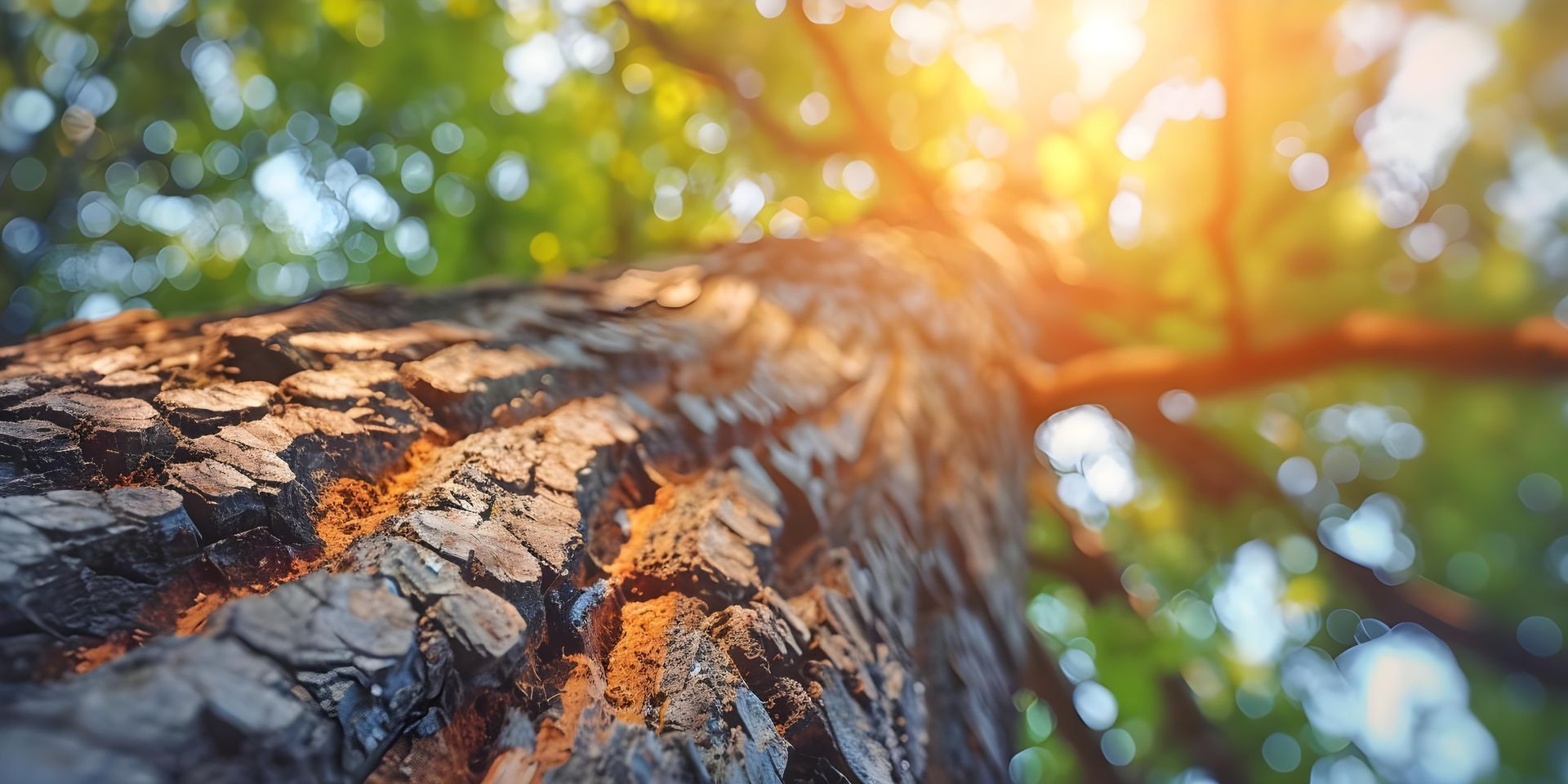 Tree Trunk Sunlight Tree Trunk Sunlight