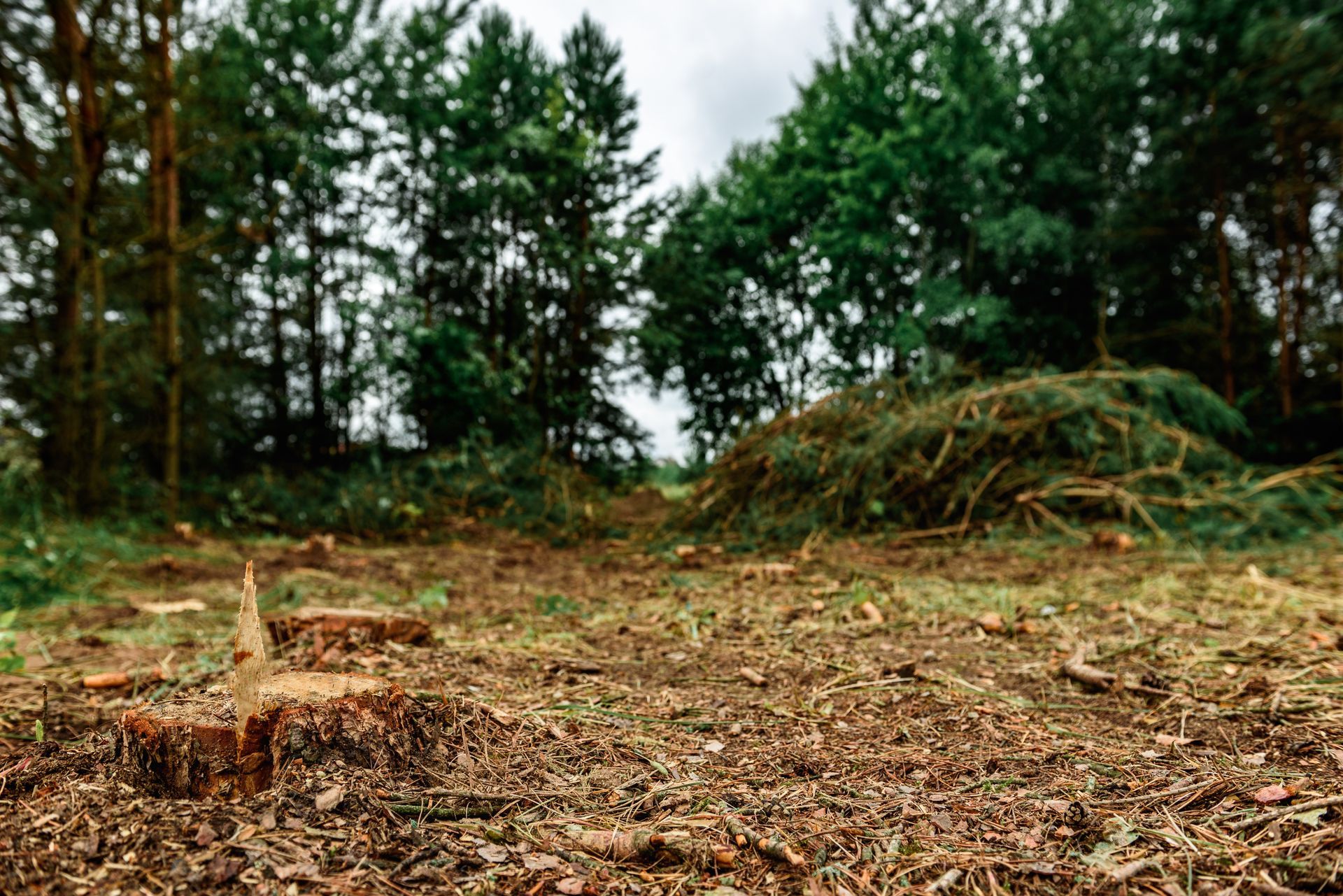 Professional Equipment for Efficient Lot Clearing Professional Equipment for Efficient Lot Clearing