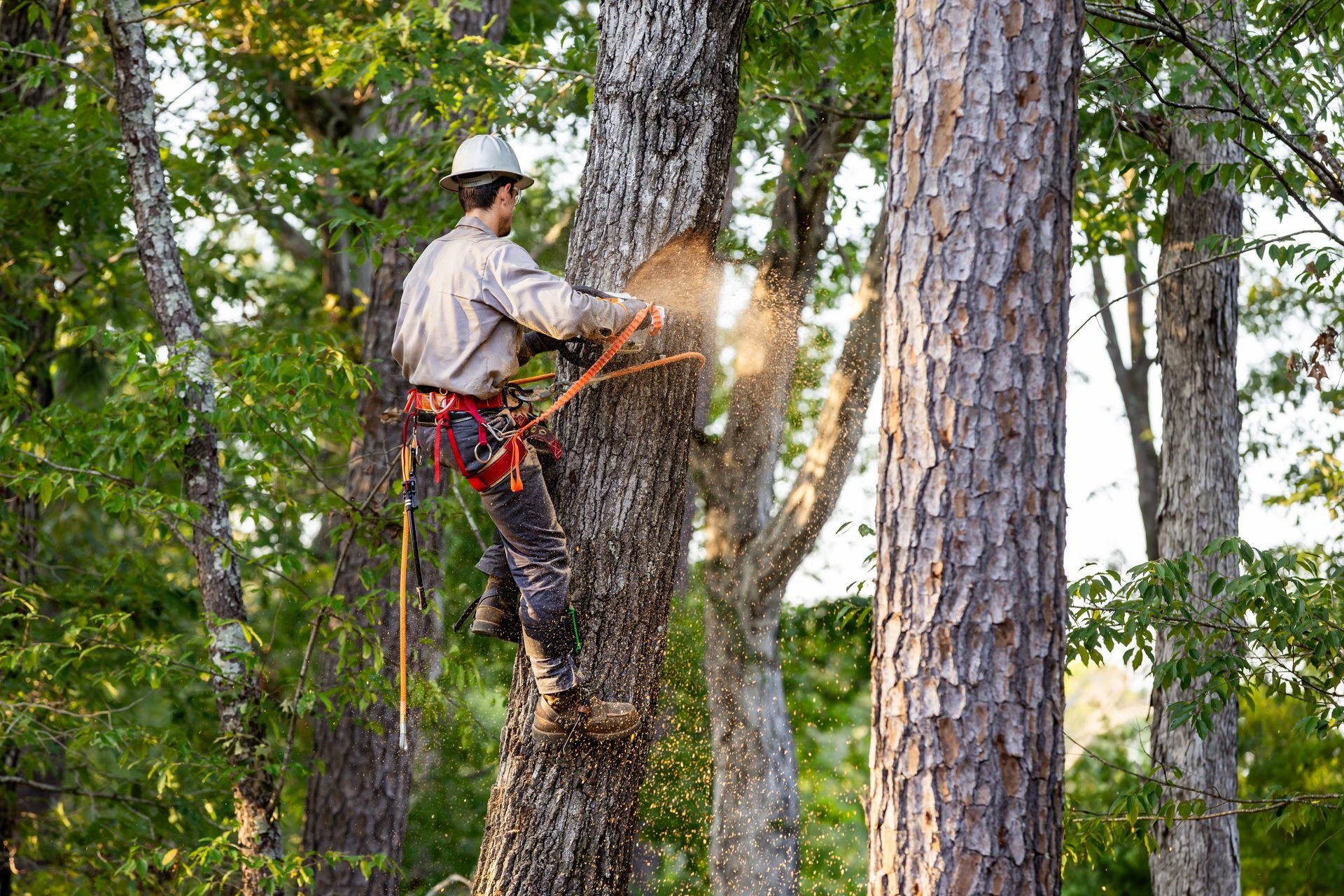 Arborist Cutting Limb Arborist Cutting Limb