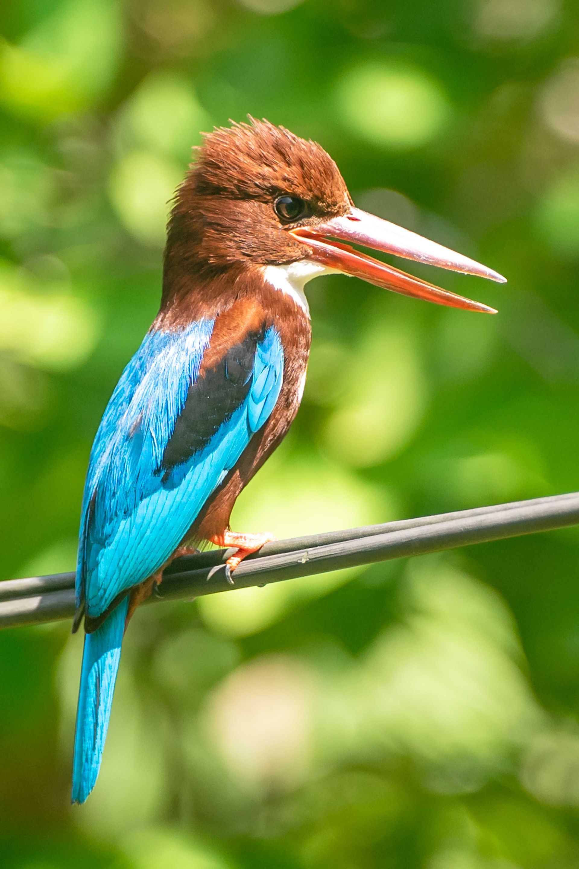 Een kleurrijke ijsvogel zit op een dunne tak voor een groene, zachte achtergrond, een klein moment van verwondering.
