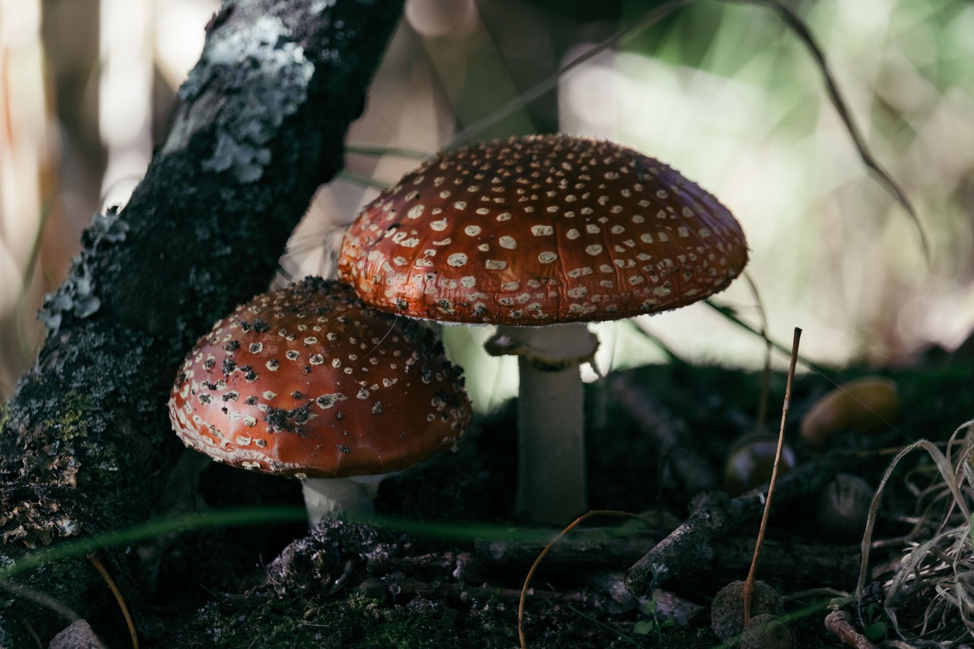 Roodbruine vliegenzwammen groeien tussen bladeren en mos op de donkere bosbodem in een herfstbos.