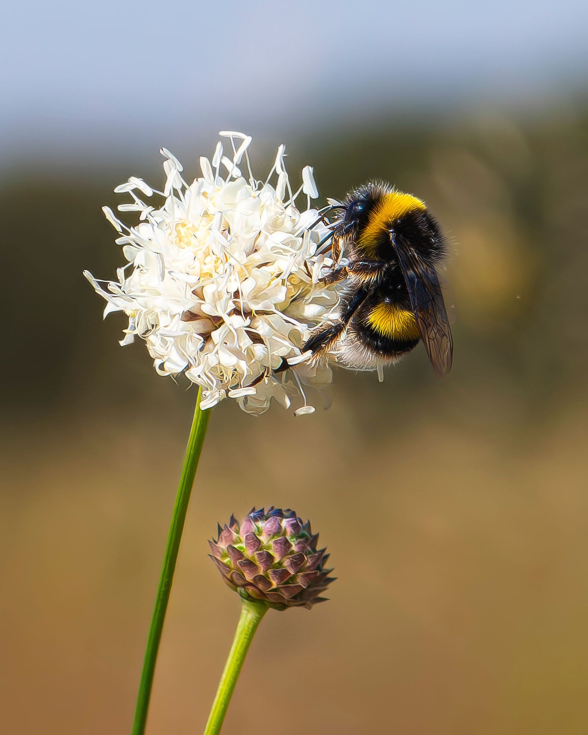 Een hommel op een witte bloem in het groen, symbool voor biodiversiteit en het geborduurde bij-icoon van Taadaa.