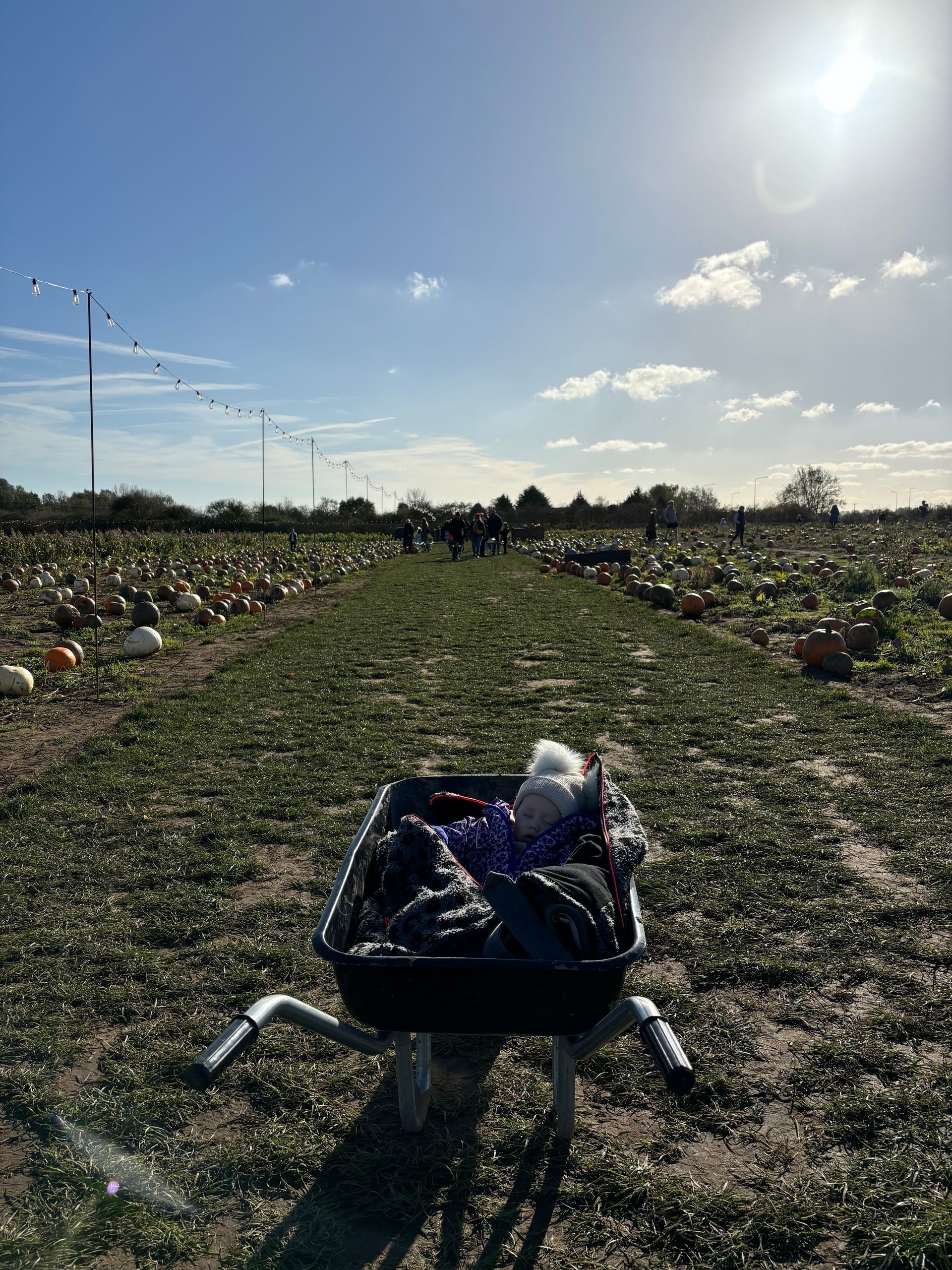 Pumpkin picking