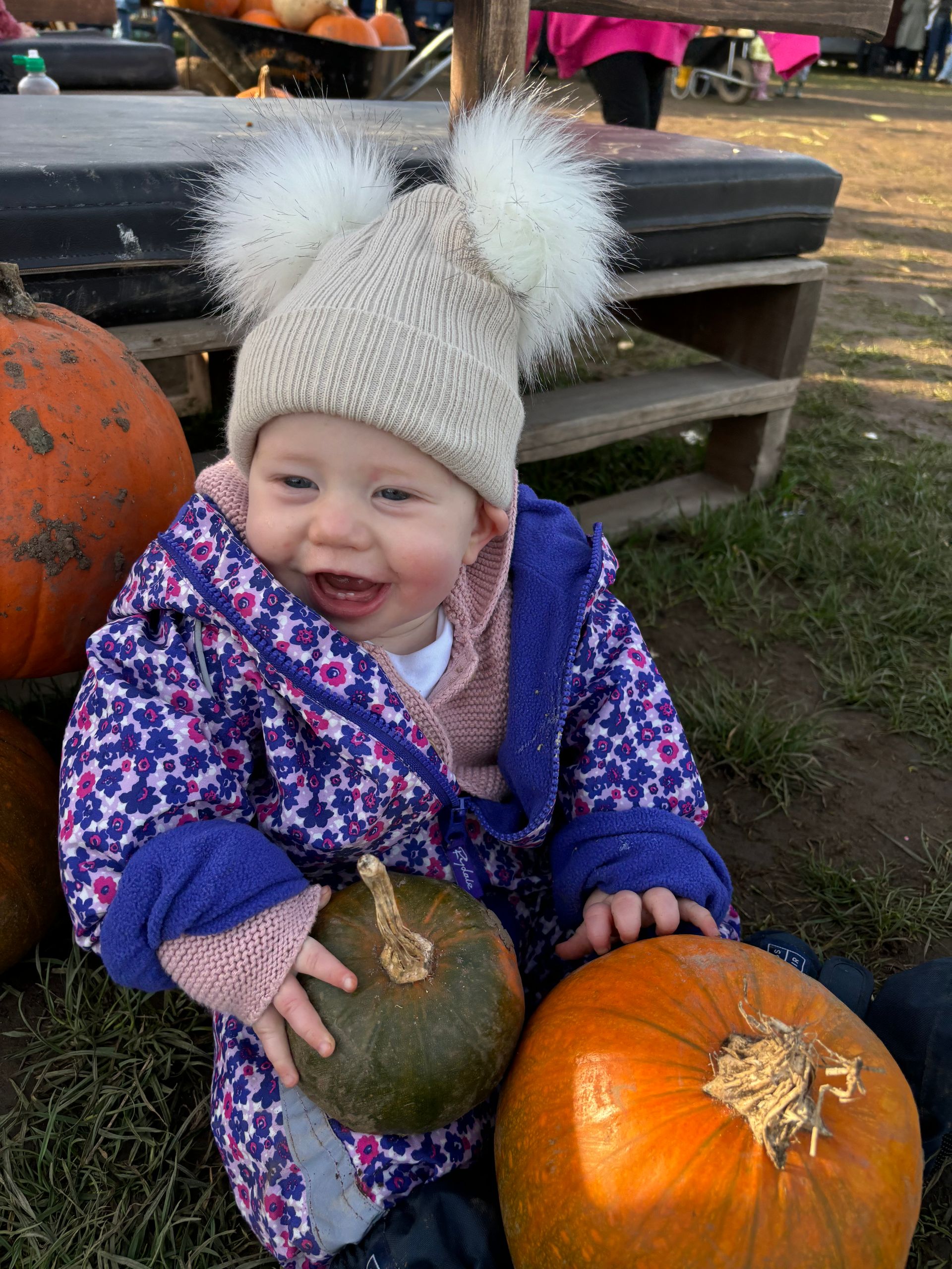 Pumpkin picking