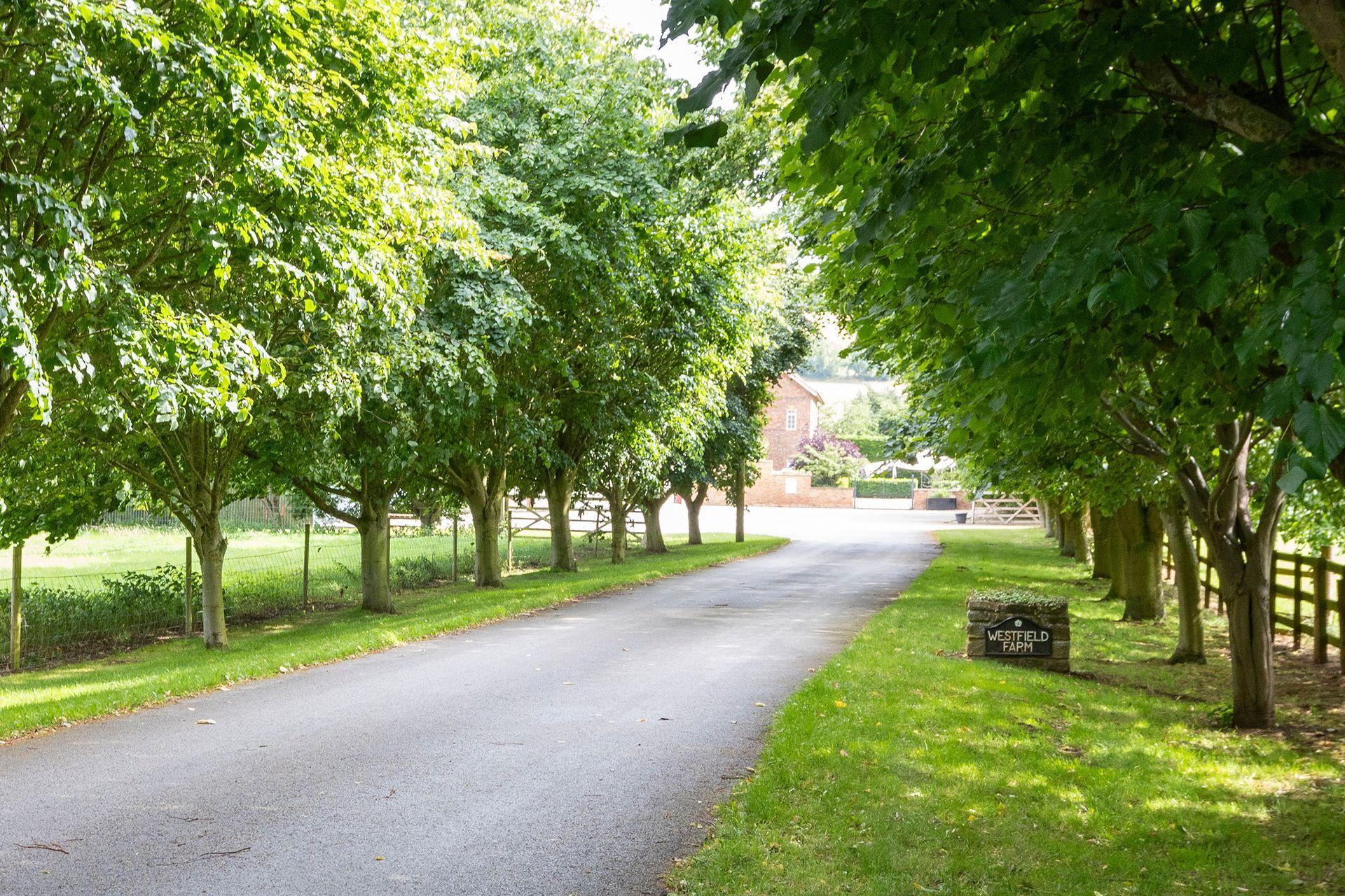 Driveway lined with trees