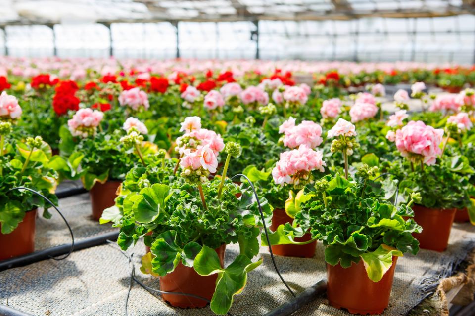 fiori da interno