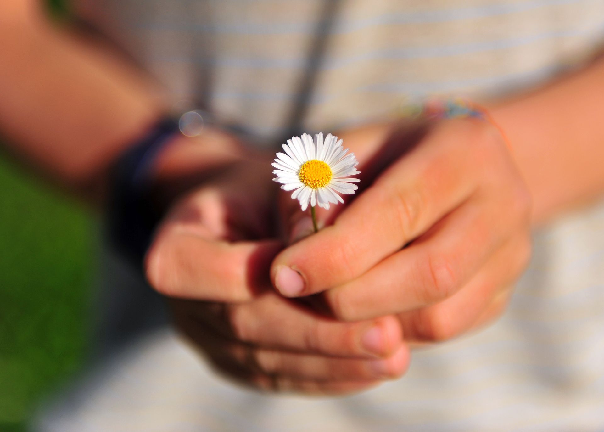 Child's hands cupping a small daisy flower with white petals and yellow center.