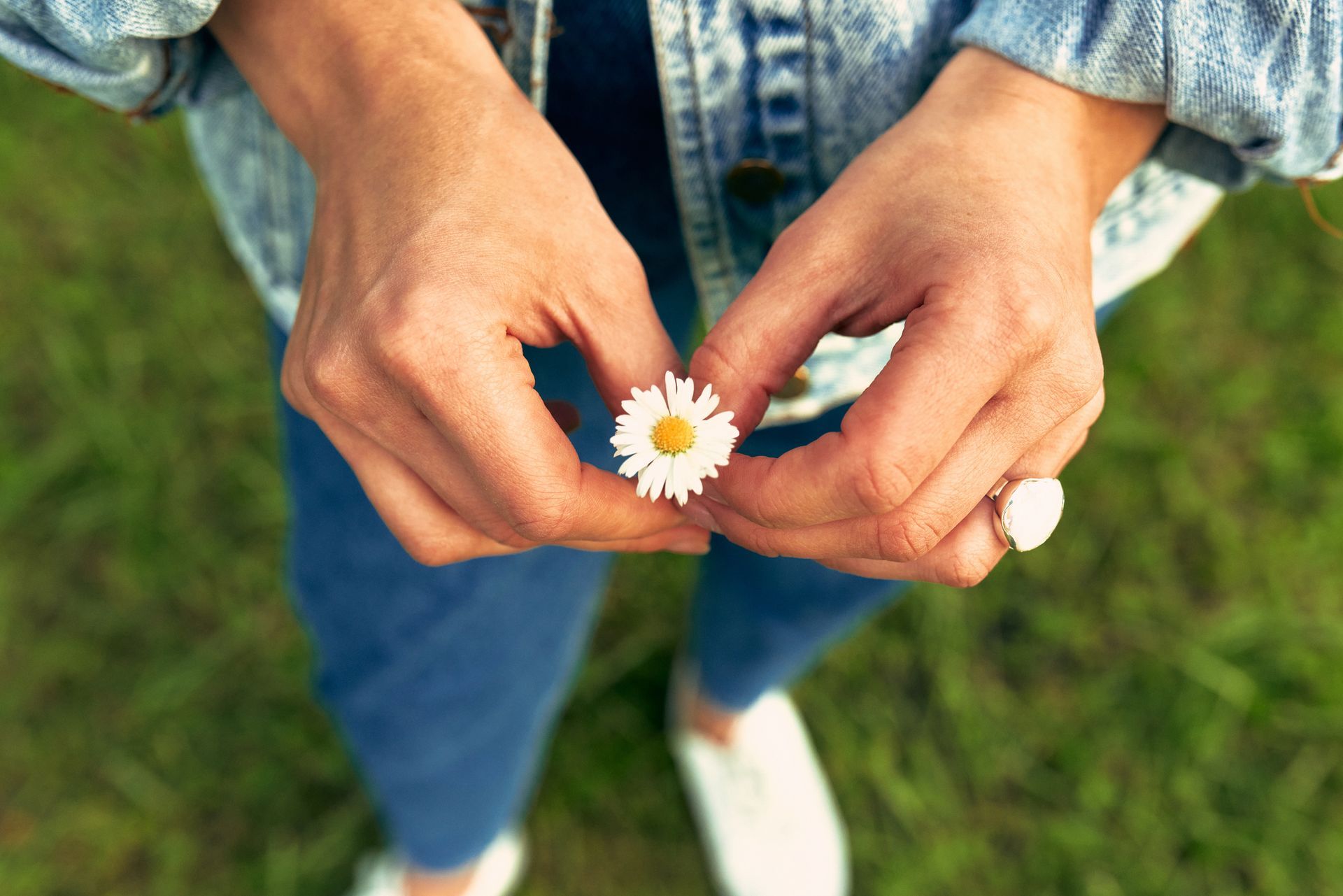 Hands holding a daisy, with a denim jacket and white shoes, over green grass.