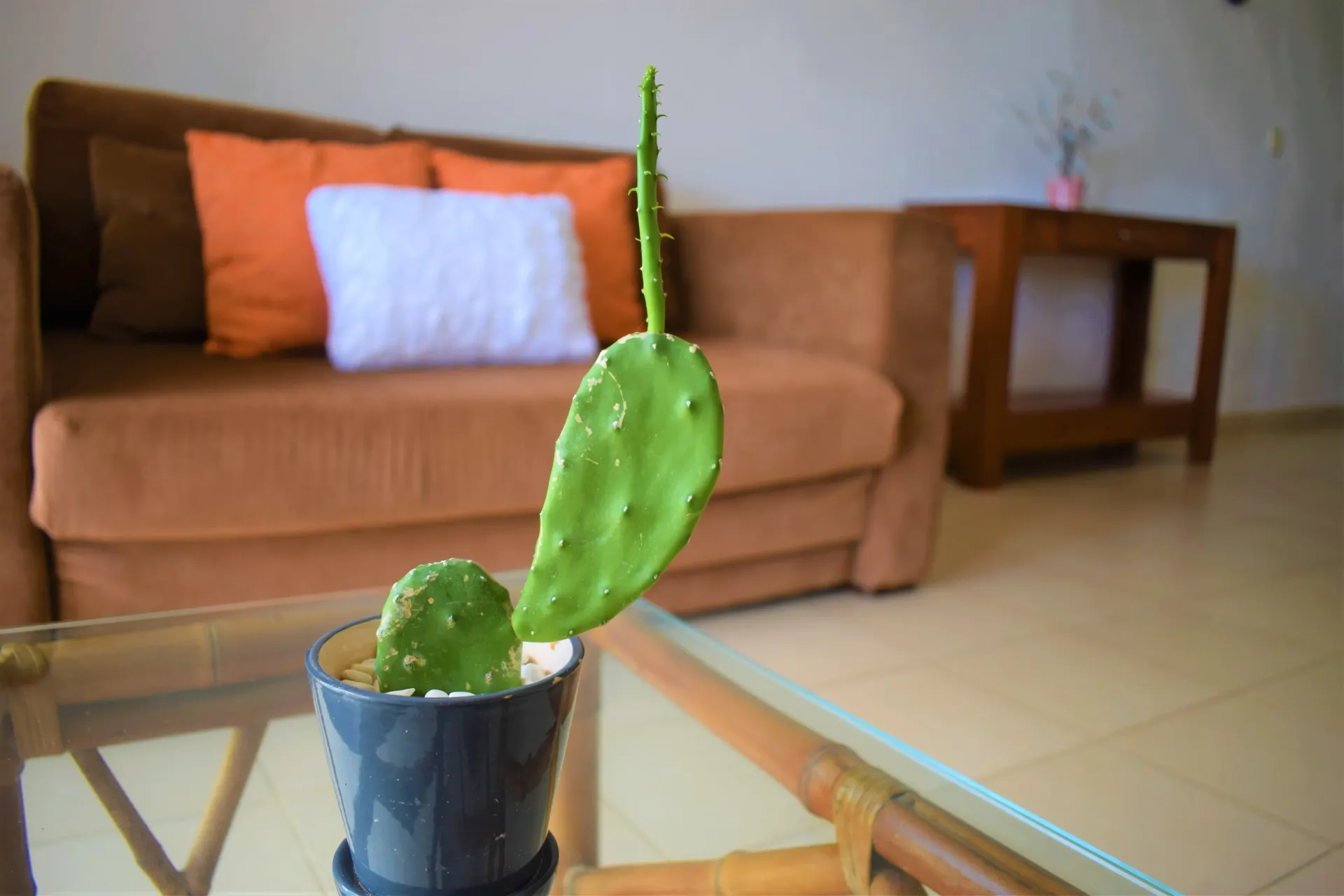 Un cactus verde en  maceta azul oscuro sobre una mesa de cristal, frente a un sofá marrón con cojines naranjas y blancos