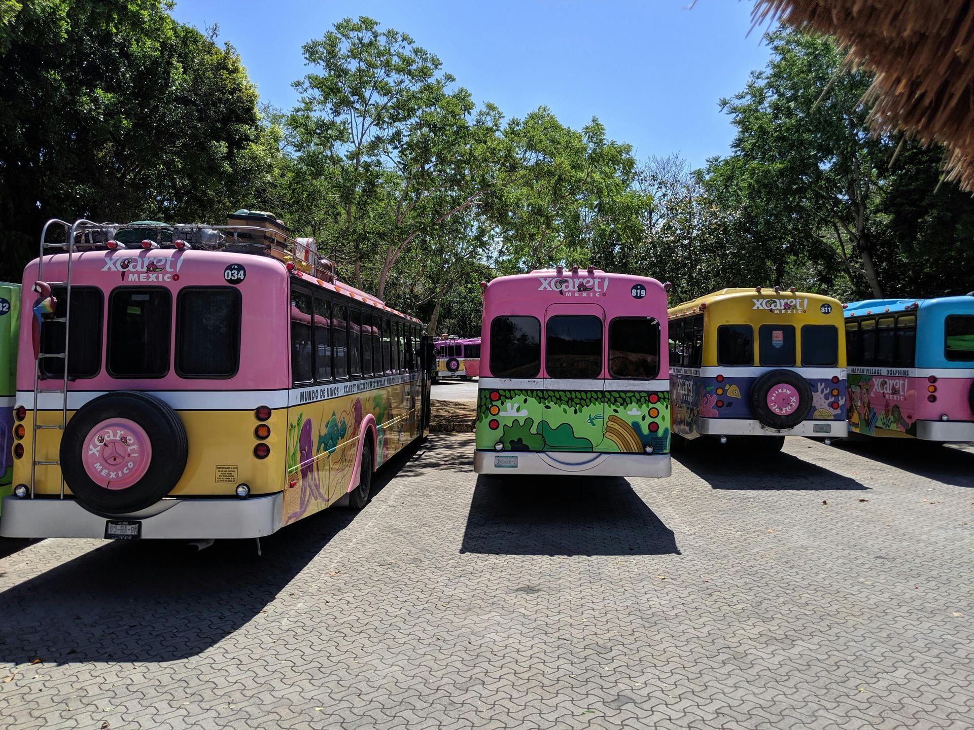 Colorful tour buses parked in a sunny area, with pink, yellow, and green designs.