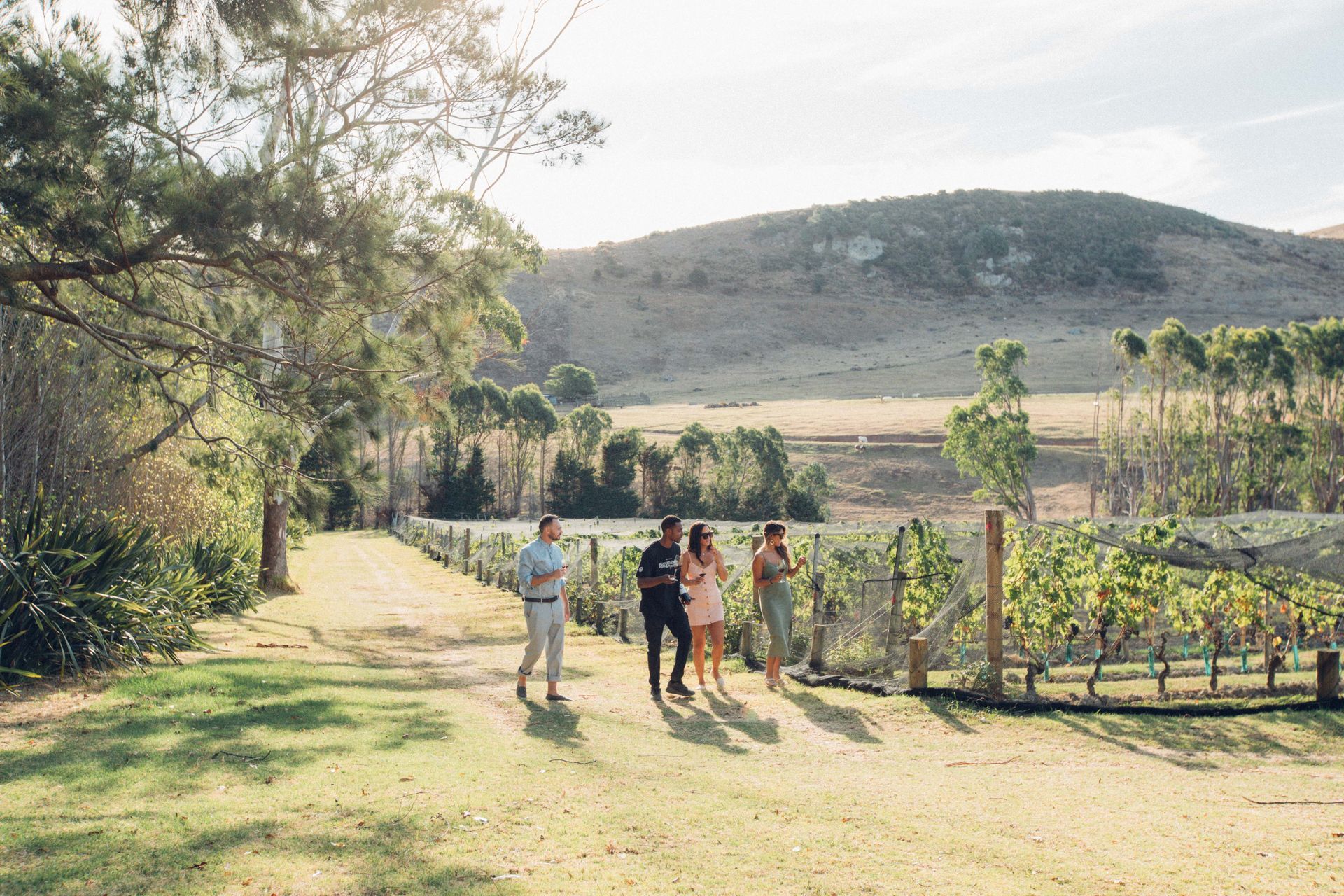 A small group touring a vineyard with mountains in the background at sunset on Waiheke Island, Auckland. New Zealand.