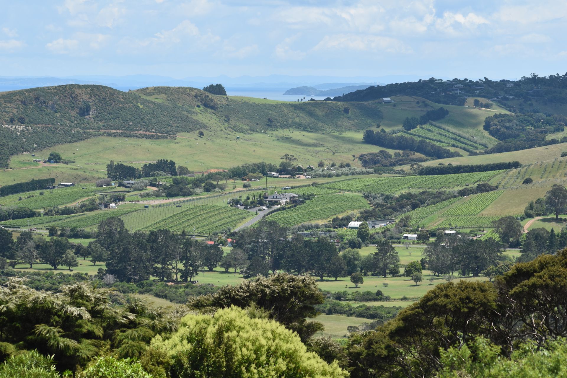 Stonyridge vineyard seen from Batch Winery