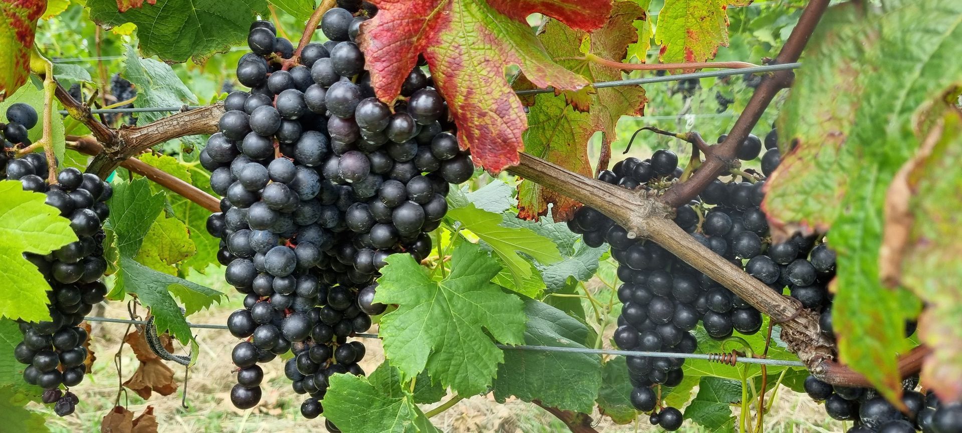 Ripening grapes on a Waiheke Island vineyard