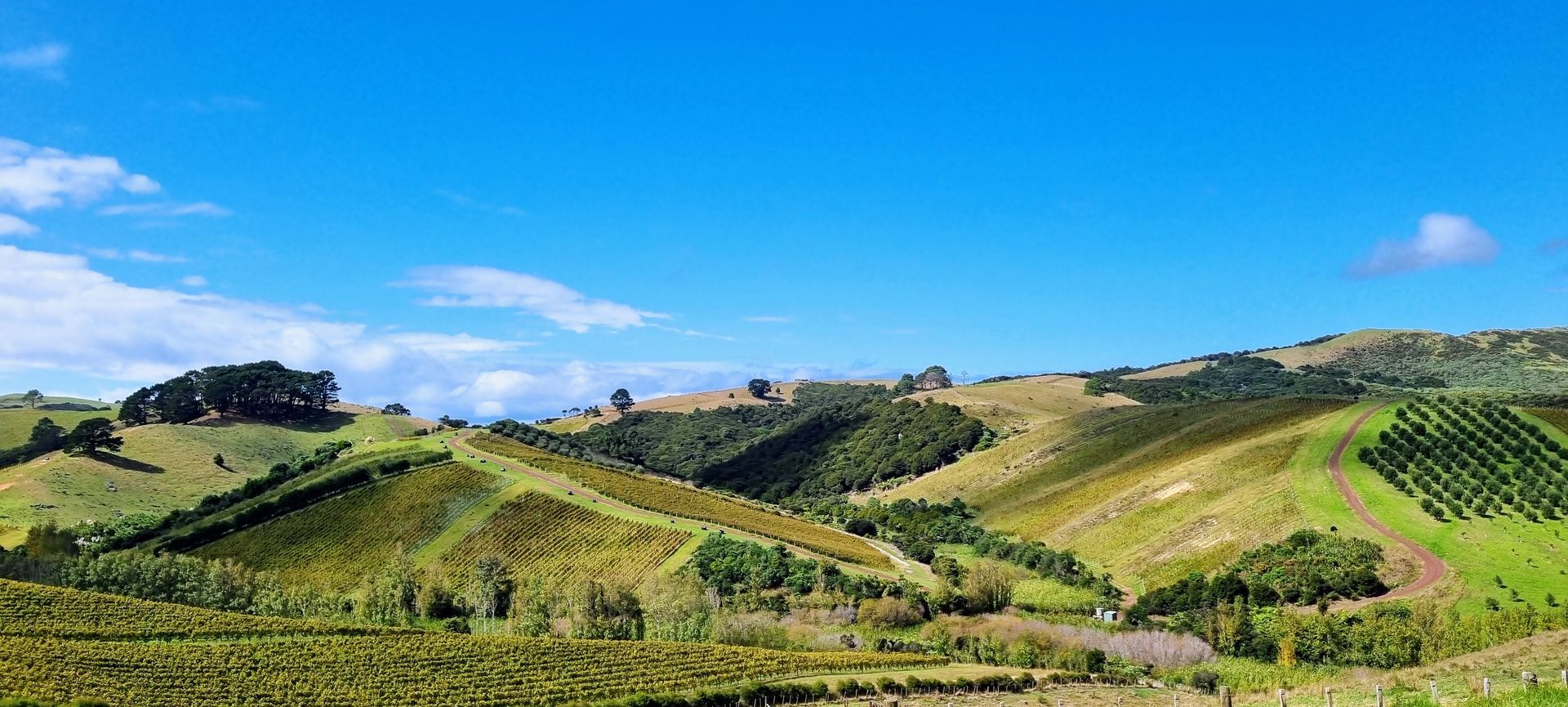 Vines at Man O' War, Waiheke Island