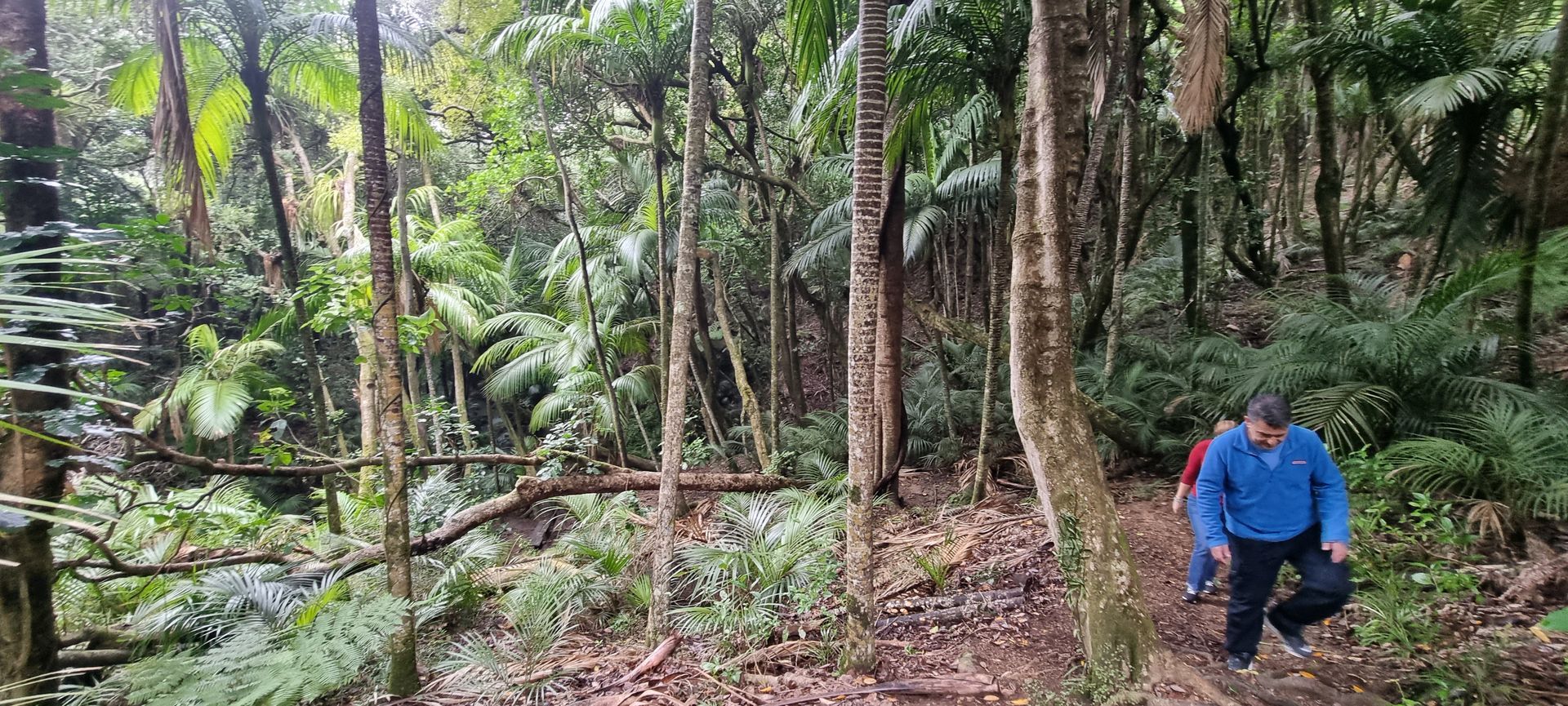 Native bush walk on Waiheke Island