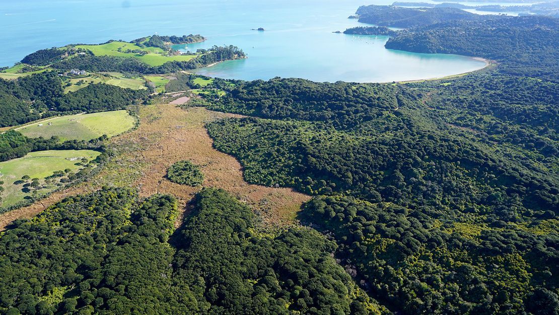 Native bush in Whakanewha Regional Park, Waiheke Island