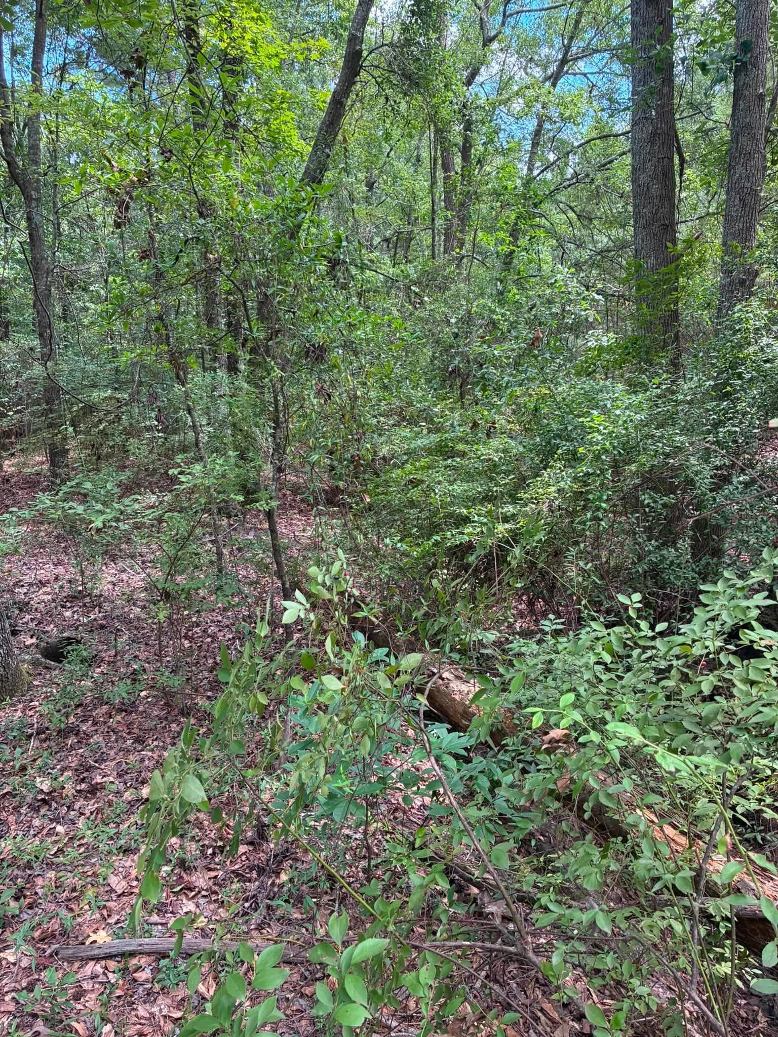 Dense green forest with tall trees and leafy undergrowth on a sunlit wooded path