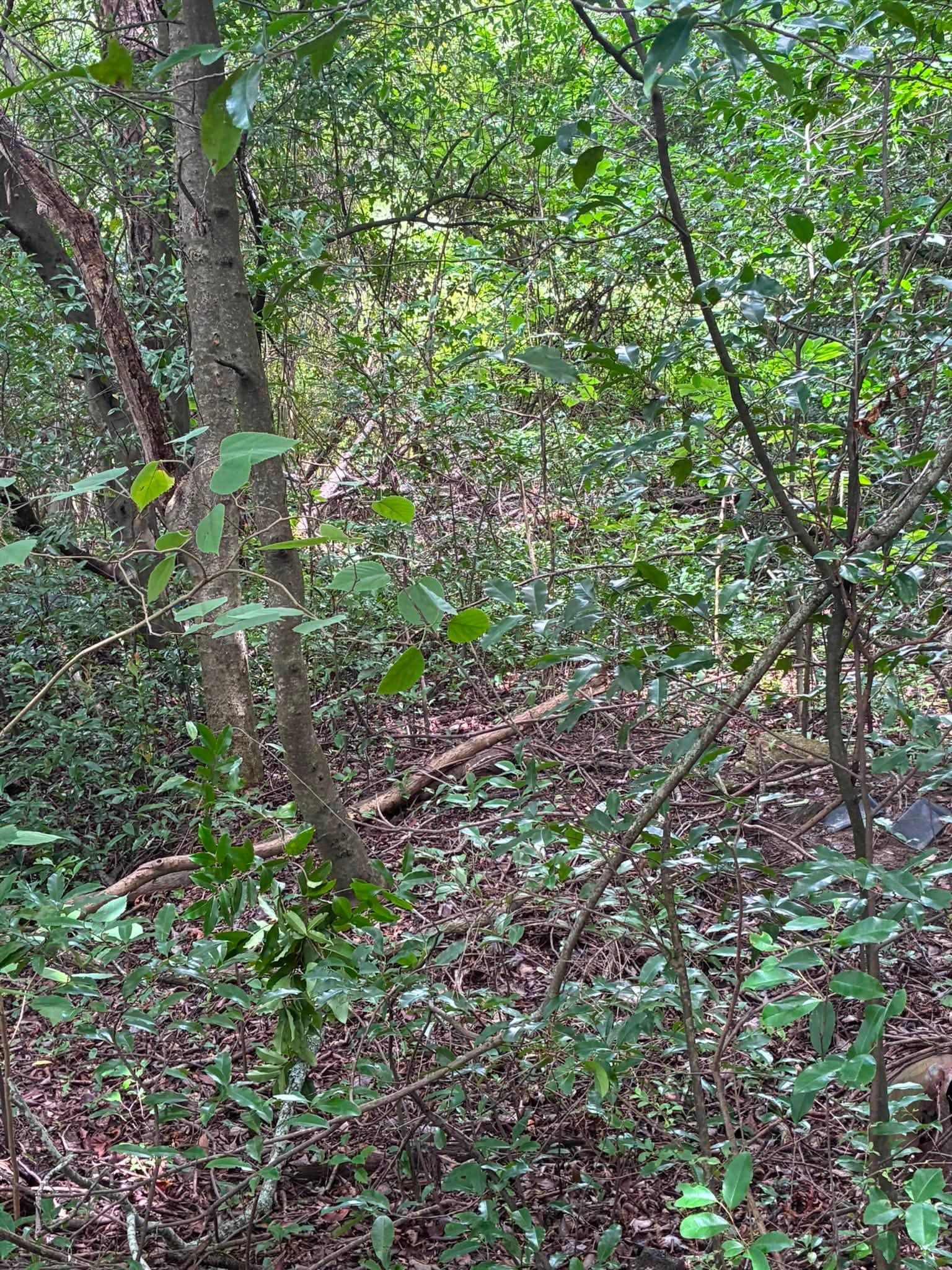 Dense forest undergrowth with tree trunks, green leaves, and fallen branches on the ground