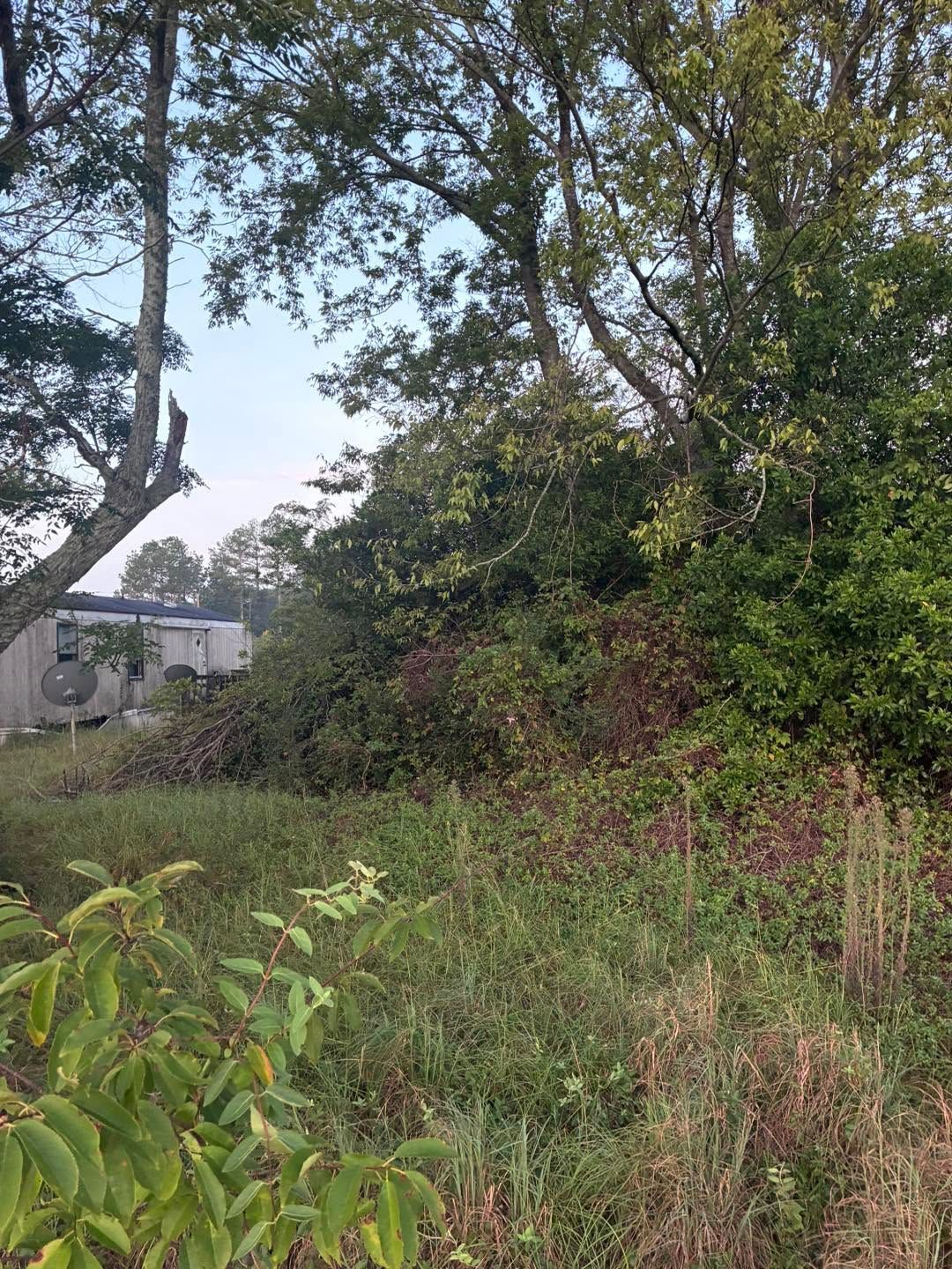 Overgrown grassy lot with trees and a white building in the background