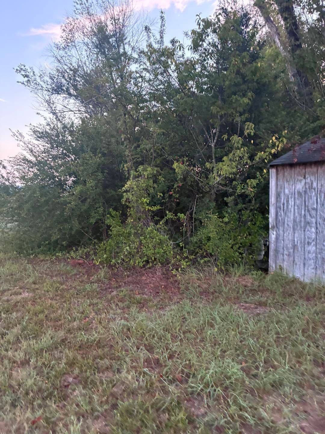 Overgrown grassy field beside dense trees and a weathered shed at dusk