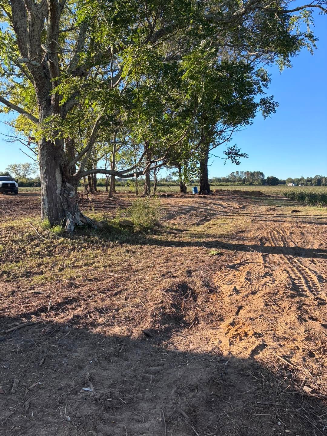Rural dirt path beside trees in a sunny field under a clear blue sky