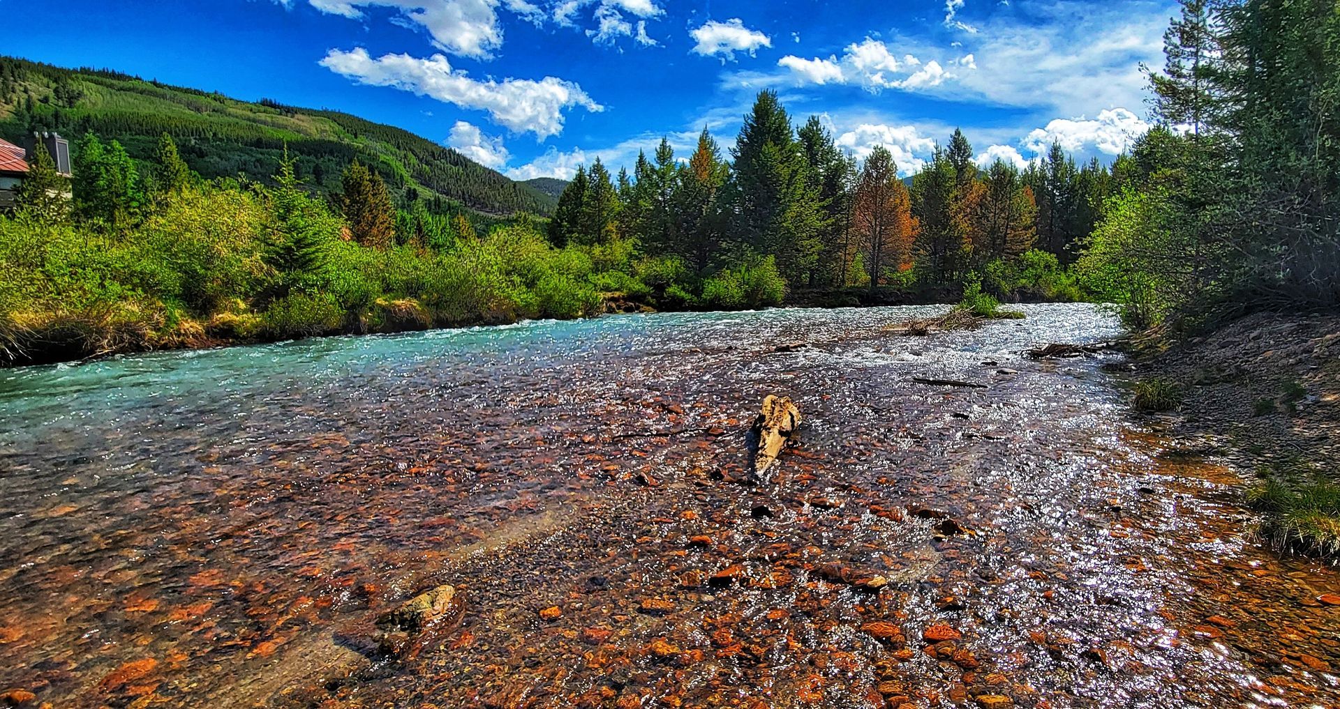 A shallow river with a rocky bed flows through a lush, green forest under a blue sky.