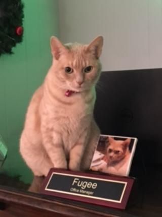 Orange tabby cat,
