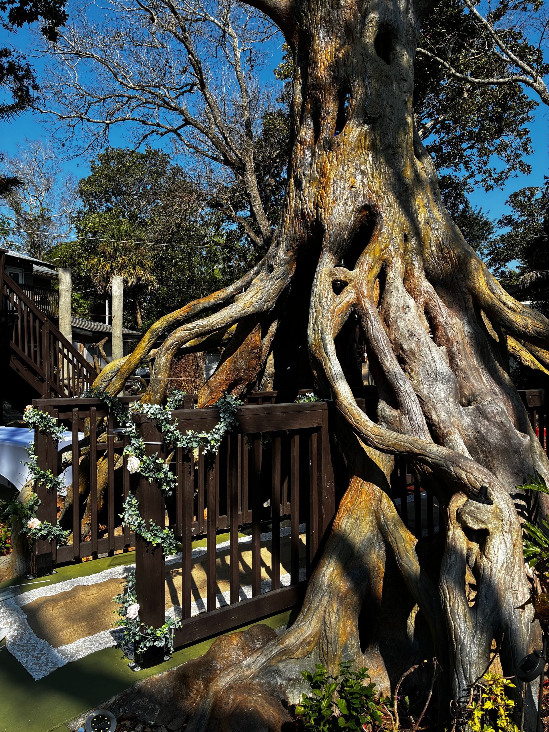 Large tree with twisting exposed roots beside a wooden fence and garden path under a blue sky