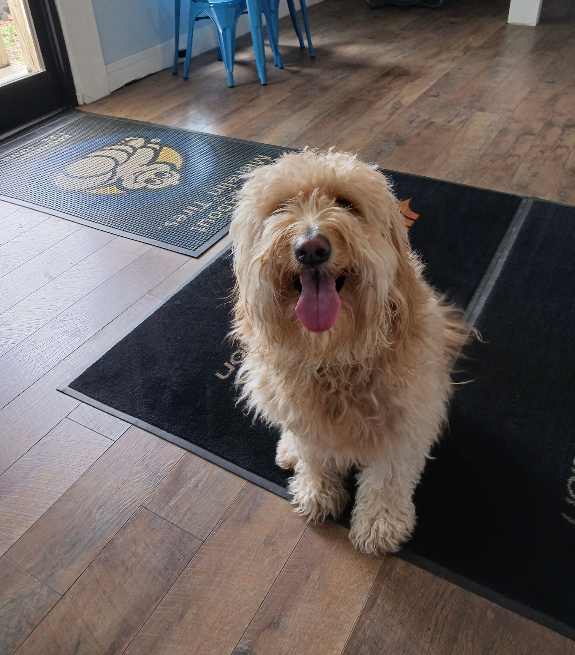 Goldendoodle Sitting on a Black Mat | Browning Tire & Auto