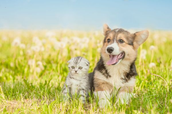 Un cucciolo e un gattino sono seduti sull'erba.