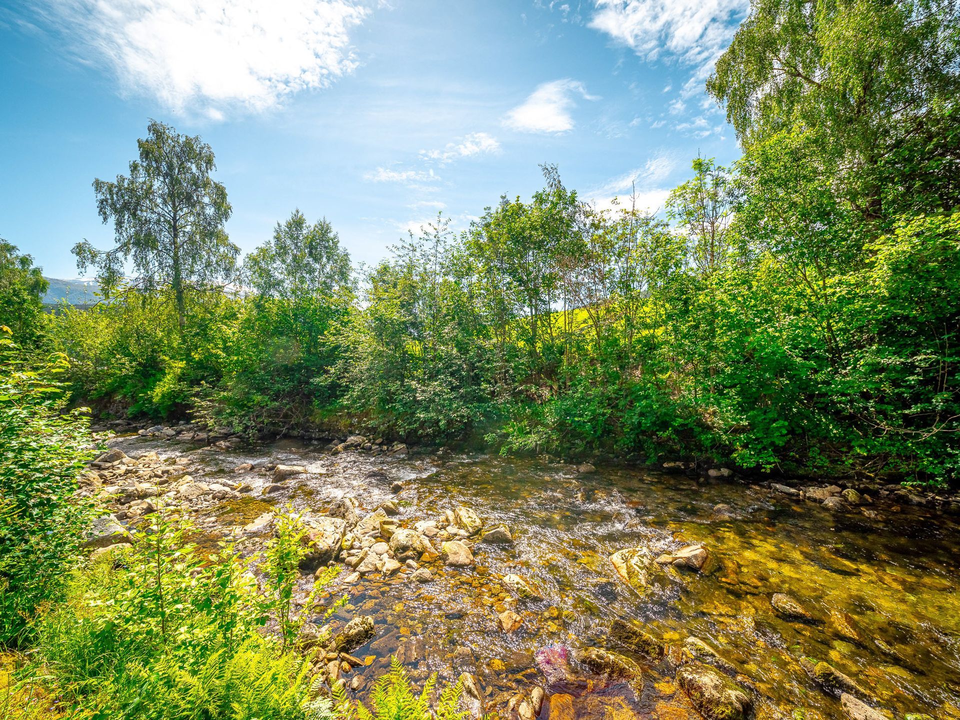 Sunny muddy clearing bordered by dense green shrubs and trees under a blue sky with clouds