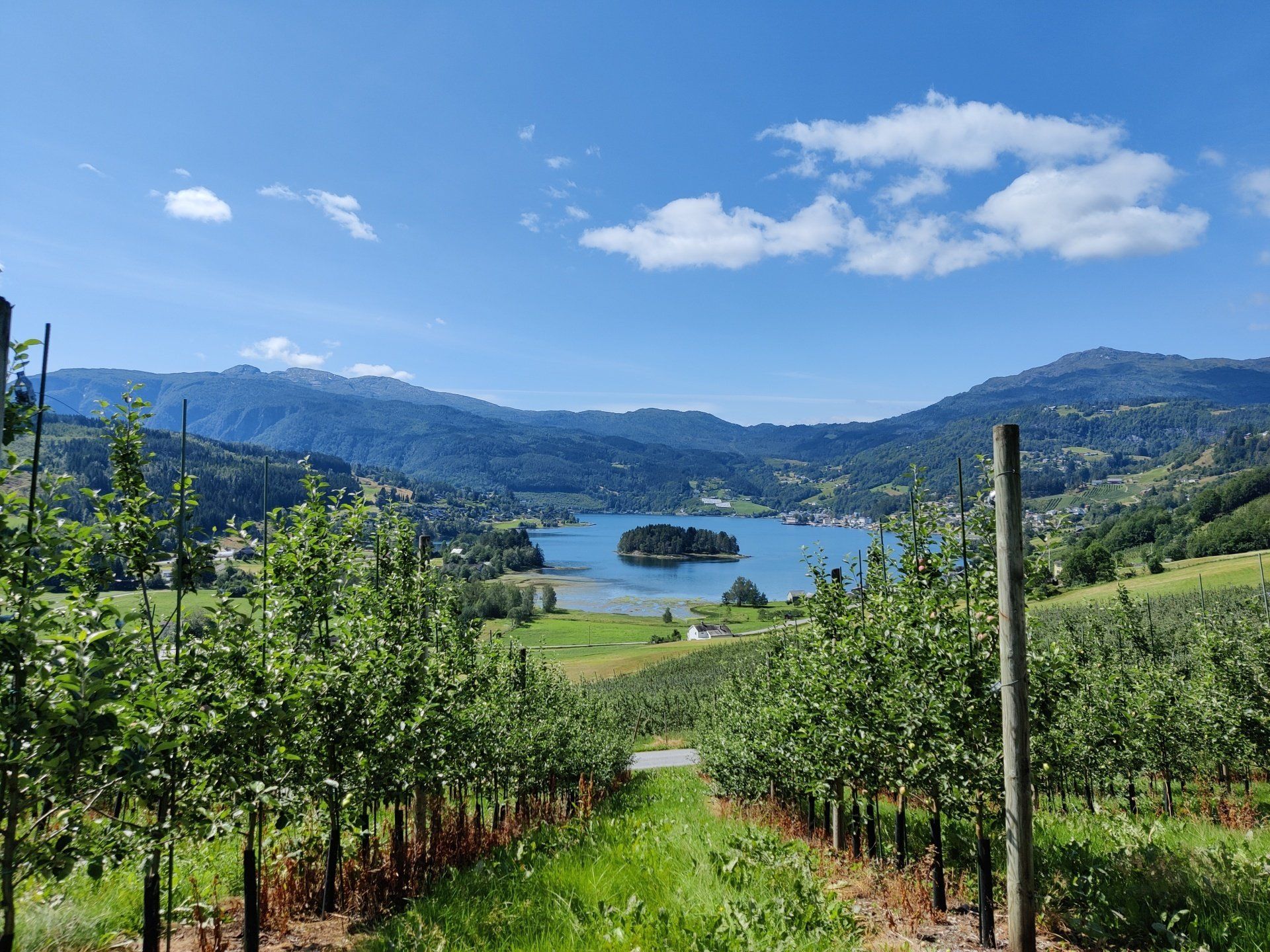 Vineyard rows overlooking a blue lake and distant mountains under a clear sky