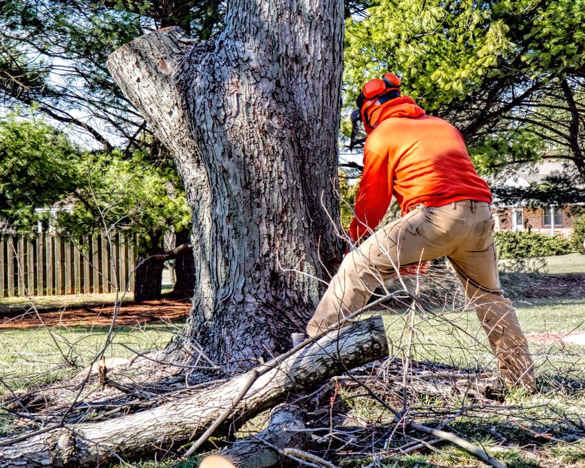 Worker in orange safety gear cutting a large fallen tree trunk in a yard