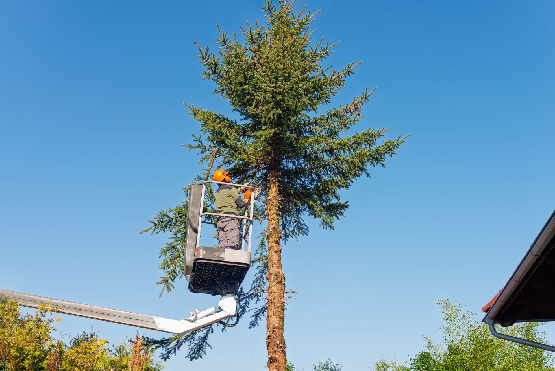 Worker in a lift trimming a tall tree against a clear blue sky
