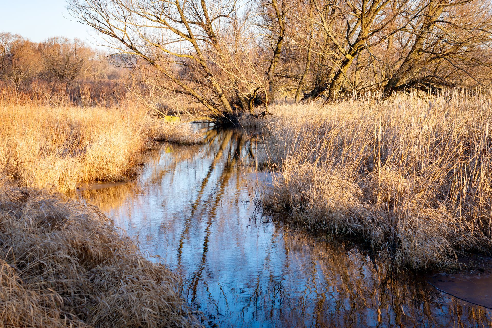 Narrow creek reflecting leafless trees and dry golden grasses in a sunlit marsh