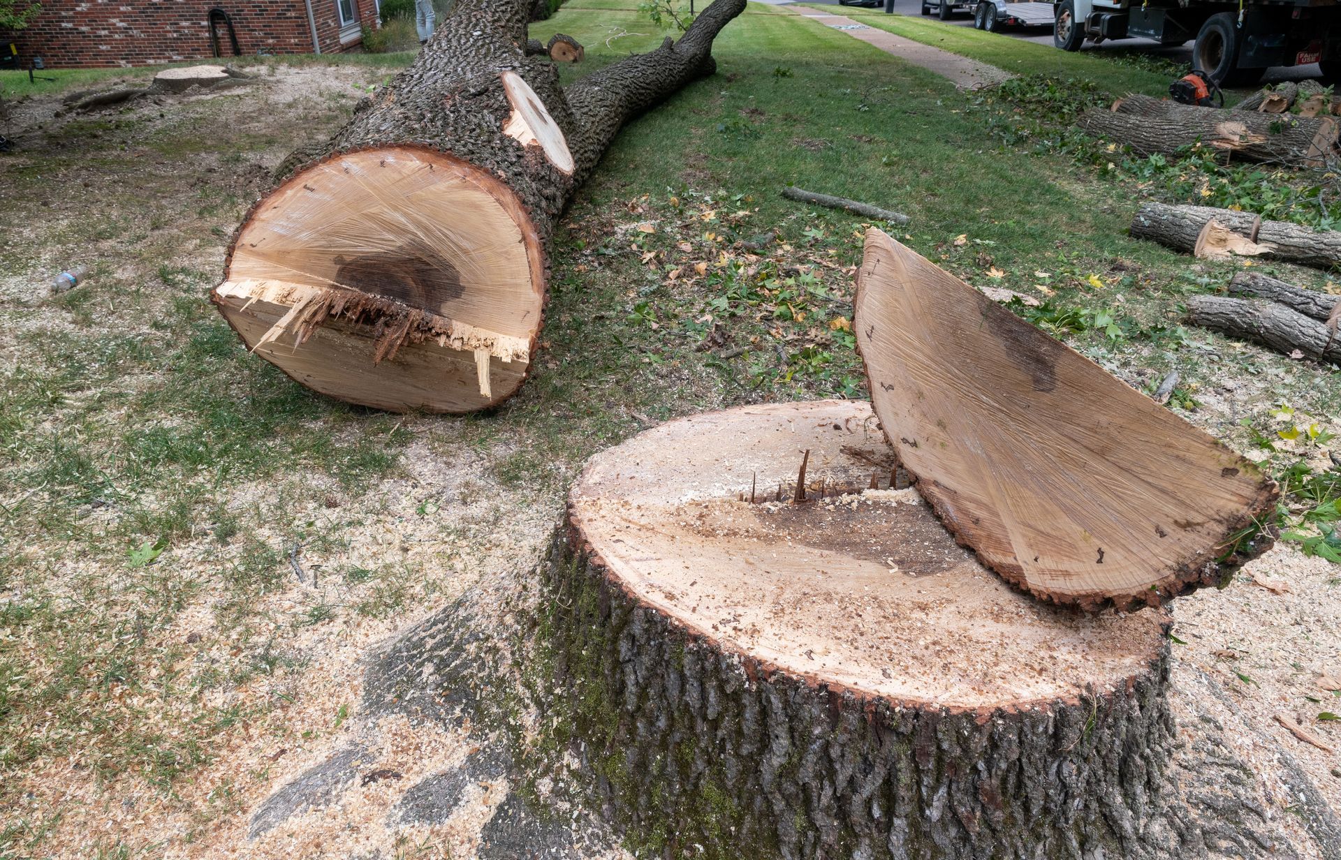 Freshly cut tree trunks and large wood slices on grass in a yard