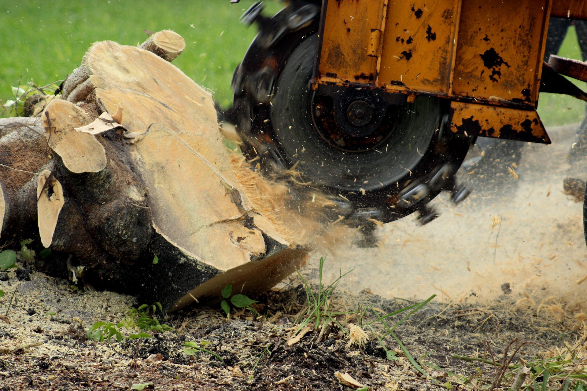 Chainsaw cutting through a large log, spraying sawdust and wood chips.