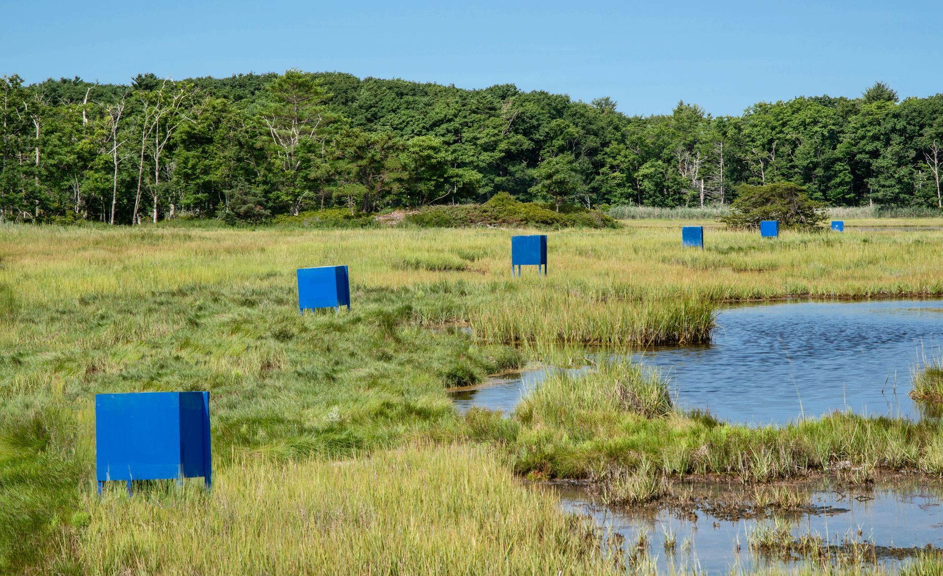 Blue cubes in a grassy wetland beside a pond, with trees in the background.