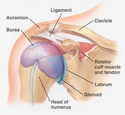 rotator cuff rotator cuff