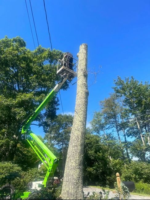 Bright green lift trimming a tall tree trunk against a blue sky in a leafy yard