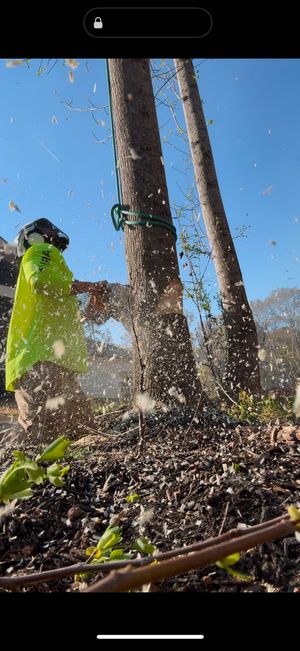 Workers in orange helmets on a yellow cherry picker trimming a tall tree in a wooded area