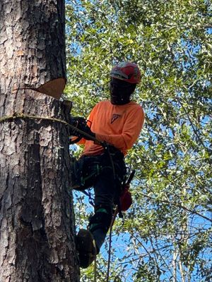 Worker in black and orange climbing a tree from a lift platform under a blue sky
