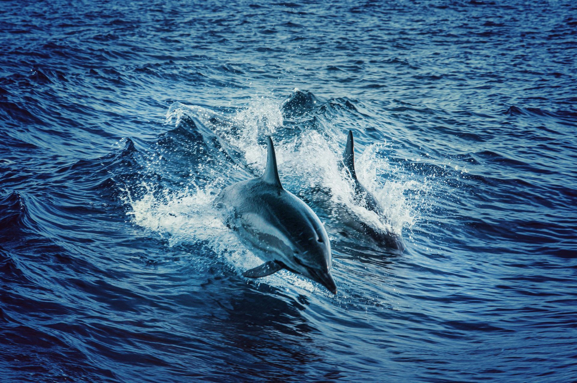 A man is kneeling on a boat holding a large fish.